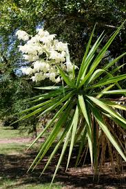 Image result for Yucca gigantea