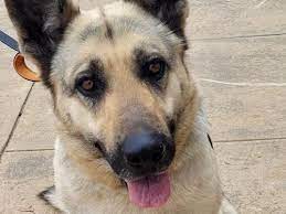 Meet & greets with our dogs are. Virginia German Shepherd Rescue Holding Event In Burke Burke Va Patch