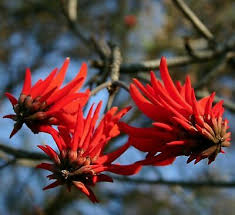 Image result for Erythrina lysistemon