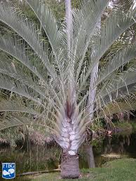 Image result for Dypsis decaryi