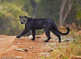 Black leopards is playing next match on 21 apr 2021 against stellenbosch in dstv premiership. Rare Black Leopard Is Spotted Crossing The Road While Hunting Deer In Indian National Park Readsector