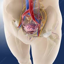 Learning pelvic anatomy requires repetition. Female Pelvic Anatomy Artwork Stock Image C014 8541 Science Photo Library