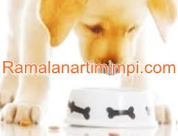 Anda harus mencoba melindungi sesuatu dalam hidup anda. Arti Mimpi Anjing Pertanda Buruk Psikolog Mimpi