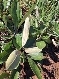 Image result for Parinari capensis