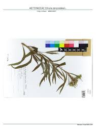 Image result for Ethulia conyzoides