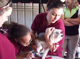 At this point, there is no quick and it is safe to cut the tip off. Dog Restraint Made Easy Thedogtrainingsecret Com Thedogtrainingsecret Com