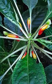 Image result for Impatiens kagamei