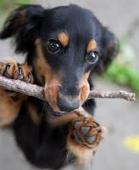 Black And Tan Long Haired Dachshund Puppy Cute Black And Tan Longhaired Dachshund If You Love Dachshunds Visit Our Blog To Find The Best Products And Accessories For Hounds And D Dachshund Dog Dachshund Puppies Weenie Dogs