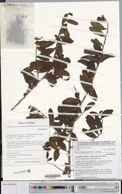 Image result for Agelanthus brunneus