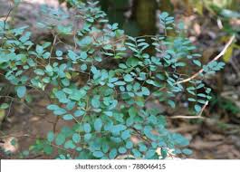 Image result for Indigofera bainesii