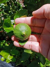 Mee hoon goreng daun limau purut. 12 Manfaat Jeruk Purut Untuk Kesehatan Dan Kecantikan