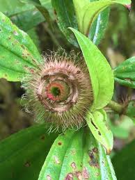 Image result for Melastomastrum