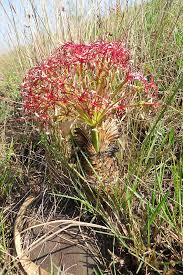 Image result for Basananthe sandersonii