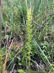 Image result for Habenaria nyikensis