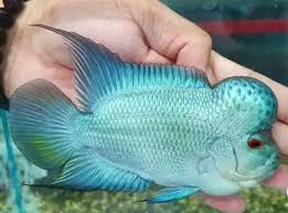 Ini membuat sebuah tantangan untuk mendapatkan pendamping atau teman ikan louhan dalam akuarium. Beautiful Male Thai Silk Flowerhorn Male With Nice Nuchal Hump