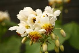 Image result for Sparrmannia