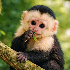 Image result for Pleopeltis  × simiana