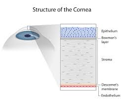 Image result for Cornea