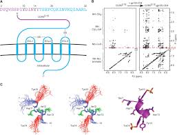 Until recently, understanding the role of ccr5 in supporting the antiviral immune response was ccr5δ32 allele on the response to influenza viruses. Structures Of The Ccr5 N Terminus And Of A Tyrosine Sulfated Antibody With Hiv 1 Gp120 And Cd4 Science