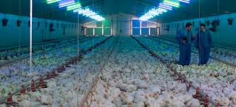 Qualifying for a vaccine does not guarantee available doses or appointments. Hipra Evant Vaccine Avian Coccidiosis In Chickens