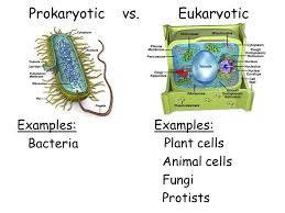 What's the difference between eukaryotic cell and prokaryotic cell? Cell Types And Cell Structure Ppt Download