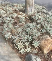 Image result for Emilia caespitosa