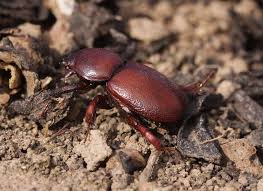 Image result for Cyperus aterrimus