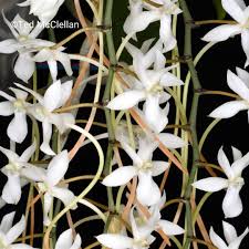 Image result for Aerangis kotschyana