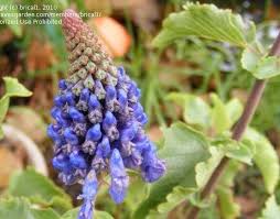 Image result for Pycnostachys parvifolia