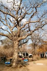 Image result for Schinziophyton rautanenii