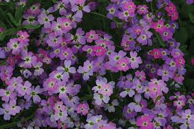 Image result for Malcolmia maritima