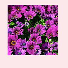 Bunga matahari adalah bunga nasional ukraina dan merupakan bunga resmi negara bagian bunga ini berwarna kuning cerah, perunggu, dan ungu. Bibit Bunga Matahari Ungu Benih Bunga Matahari Ungu Biji Bunga Matahari Ungu Bunga Matahari Ungu Sunflower Ungu Benih Tanaman Bunga Matahari Ungu Biji Bunga Matahari Ungu Cod Lazada Indonesia