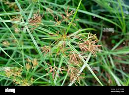 Image result for Cyperus nduru