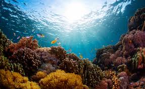 images?q=tbn:ANd9GcQ2rt3quWZw8t_qYvRSalOhBpKIrrEUwf1NFg&usqp=CAU