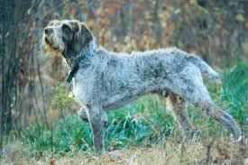 Dam (tilly) is a german wirehaired pointer. Wirehaired Pointing Griffon Puppies For Sale From Reputable Dog Breeders
