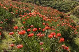 Image result for Leucospermum