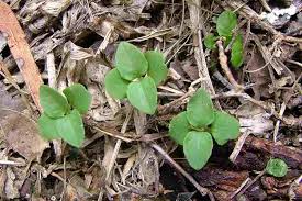 Image result for Dyschoriste albiflora