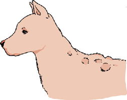 They cause mild symptoms like limited inflammation, pain, itching, redness. Disorders Involving Anaphylactic Reactions Type I Reactions Atopy In Dogs Dog Owners Merck Veterinary Manual