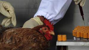 La mayoría de los subtipos de gripe aviar que han causado infecciones en seres humanos son los virus h5, h7 y h9. Bet5t0ijgg3ovm