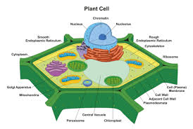 Check spelling or type a new query. Plant Cell Definition Labeled Diagram Structure Function Parts And Types