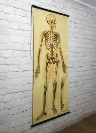 Human muscle system, the muscles of the human body that work the skeletal system, that are under voluntary control, and that are concerned with movement, posture, and balance. Vintage 1940s Human Skeleton Anatomy Chart Mustard Vintage