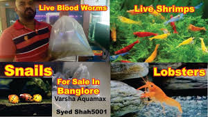 Pin On Banglaore Aquarium Store