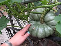 Koginut or honeynut squash and burrata make fine substitutes. More Time Lapse Photos Of The Vegetable Garden Vegetables Pumpkin Squashes