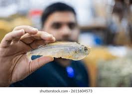 5+ Hundred Bumper Fish Royalty-Free Images, Stock Photos & Pictures