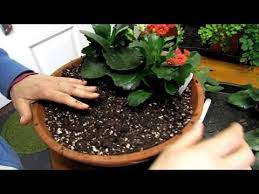 Planting My Kalanchoe Blossfeldiana Succulent Plants Into A Bowl Garden Youtube In 2020 Kalanchoe Blossfeldiana Succulents Plants