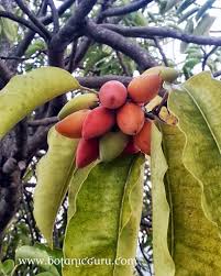 Image result for Mimusops afra