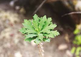 Image result for Monadenium torrei