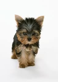 31 Yorkies Ideas Yorkie Puppy Yorkshire Terrier Puppies Terrier Puppies