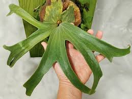 Image result for Platycerium stemaria
