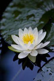 Silence Water Lilies Water Flowers Most Beautiful Flowers